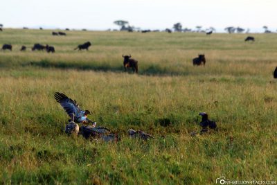 Vultures rush on to the carcass