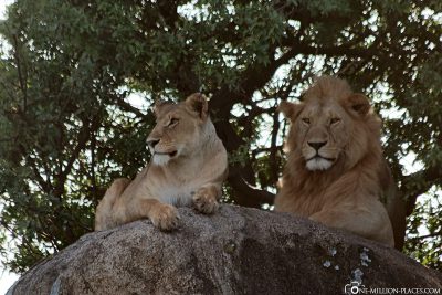 A lion couple