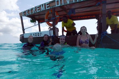 Swim with dolphins in Sansibar