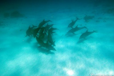 Swim with dolphins in Sansibar