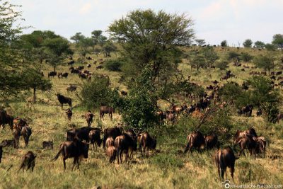 Many wildebeest
