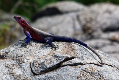A colorful gecko