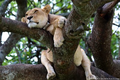 Eine Löwin auf einem Baum