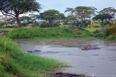 Der Hippo Pool