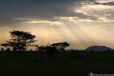 Evening atmosphere in the Serengeti