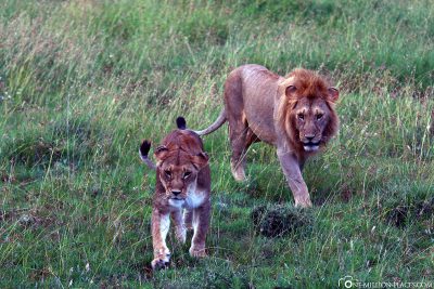 A lion couple on the side of the road