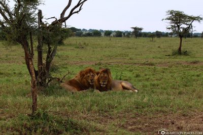 2 lion-males on the side of the road