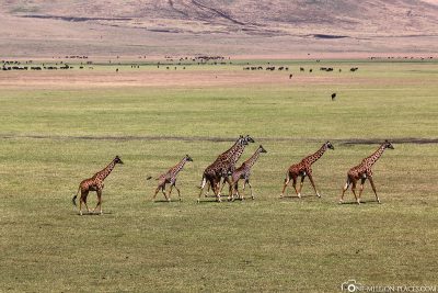 A herd of giraffes