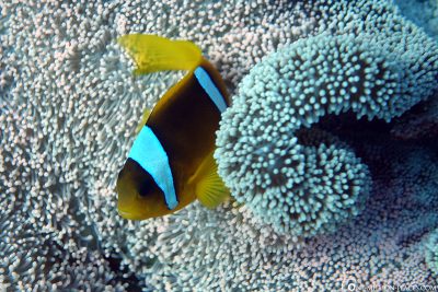 An anemone fish