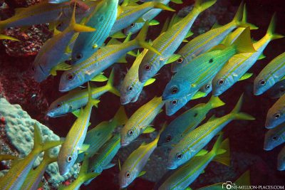 The underwater world of Coraya Bay