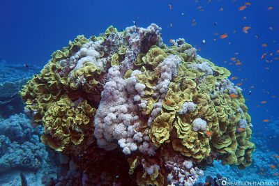 Ein Korallenblock