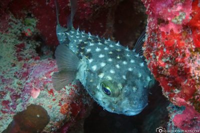 Die Unterwasserwelt der Coraya Bay
