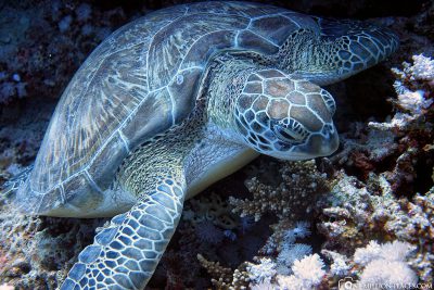 A turtle in Coraya Bay