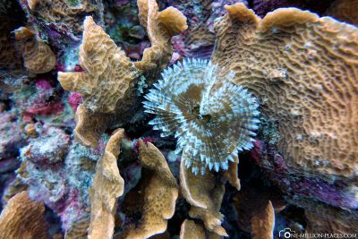 Die Unterwasserwelt in Aruba