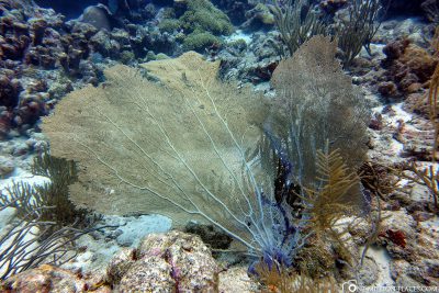 A fan coral