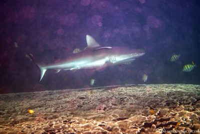 A reef shark at the cleaning station
