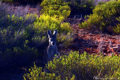 Känguru im Cape Range Nationalpark
