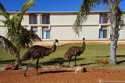Emus am Hotel