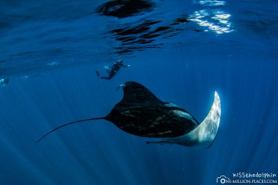 Swimming with a manta on Ningaloo Reef