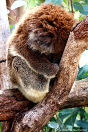 Ein schlafender Koala