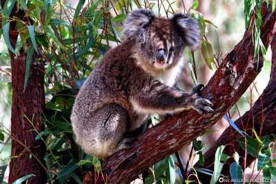 Koala im Yanchep Nationalpark