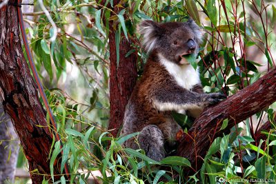Essender Koala im Yanchep Nationalpark