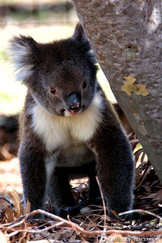 Perth Die Koalas im Yanchep Nationalpark (Australien)