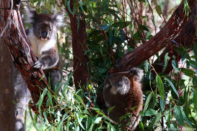 Koalas im Yanchep Nationalpark