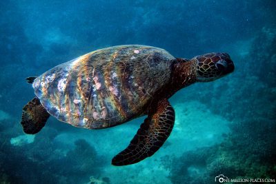 A turtle snorkeling