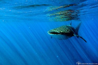 Swimming with whale sharks at Ningaloo Reef