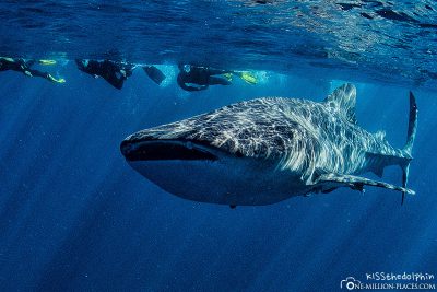 Swimming with whale sharks at Ningaloo Reef