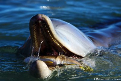 Die Fütterung der Delfine