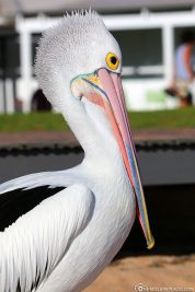 A Pelican