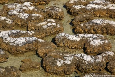 Kolonie von Stromatolithen