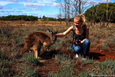 Zahmes und neugieriges Känguru