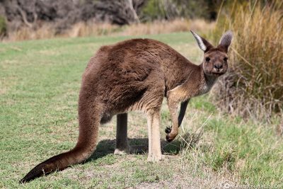 A kangaroo on Heirisson Island