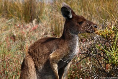 A kangaroo on Heirisson Island
