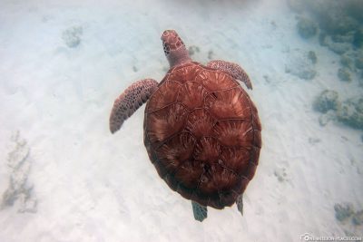 Die Schildkröten in der Carlisle Bay