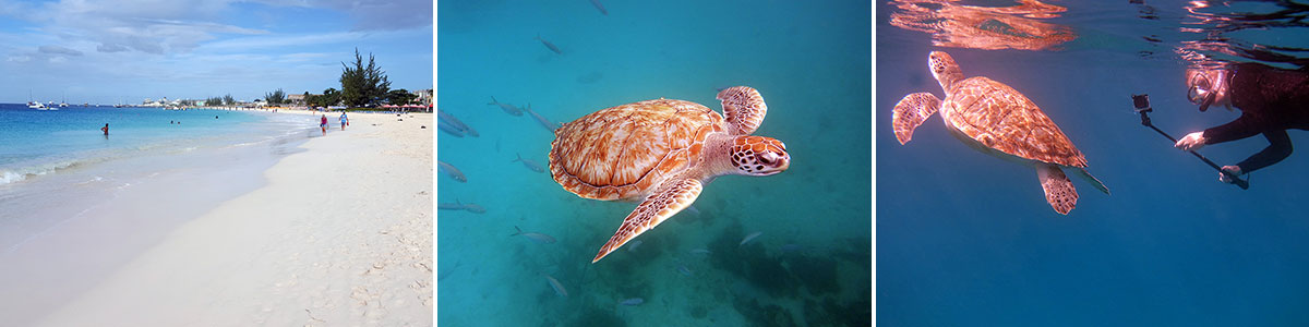 swimming with turtles in barbados