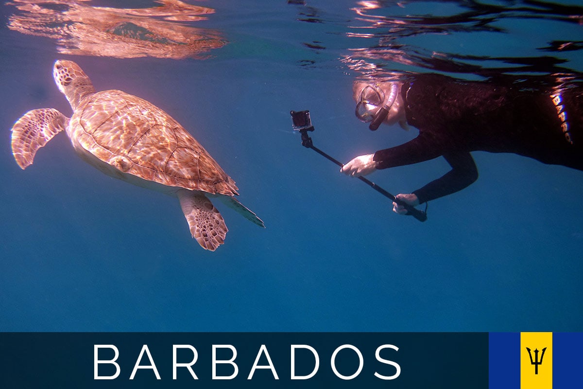 Barbados Schildkröten Schwimmen Titelbild