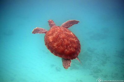 Schwimmen mit Schildkröten auf Barbados