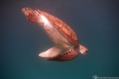 Die zutraulichen Schildkröten auf Barbados