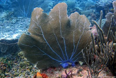 A fan coral