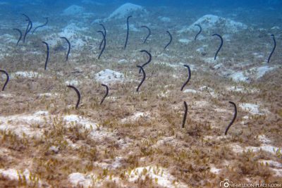 Multiple tube eels