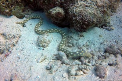 A pointed-tailed snake eel