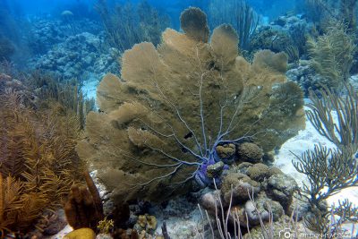 The corals in Bonaire