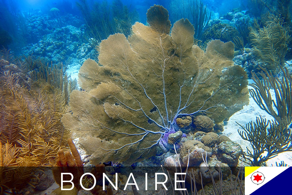 AIDA Tauchen Bonaire Titelbild