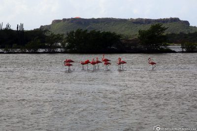 Flamingos in Curacao