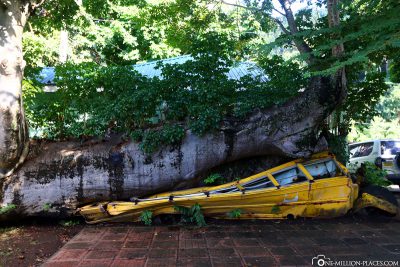 The school bus crushed by a tree