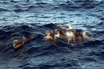 Eine Gruppe von Delfinen